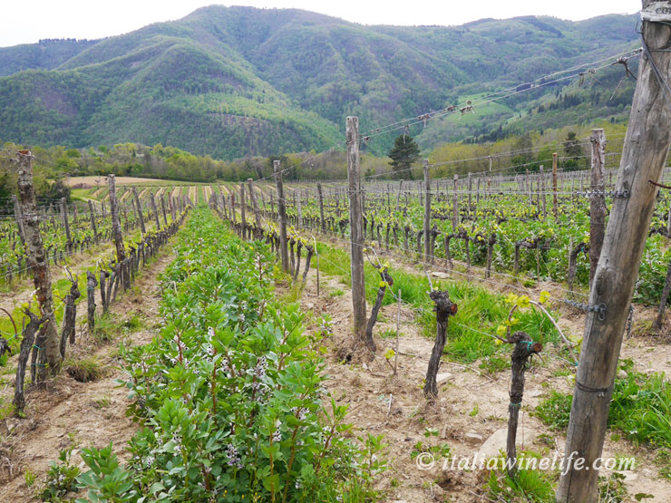 オーガニックワインのブドウ畑