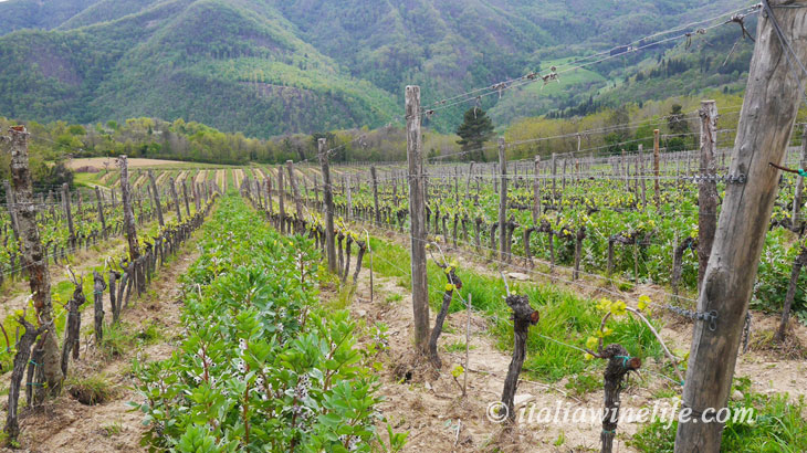 オーガニックワインのブドウ畑